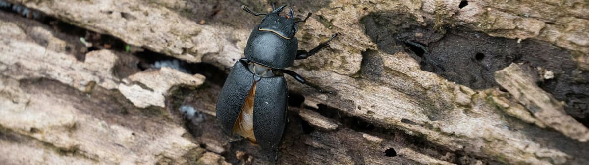 Stag beetles