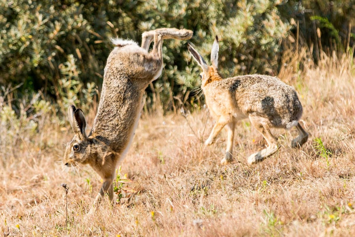 When threatened, hares fight by using their strong hind legs to kick.