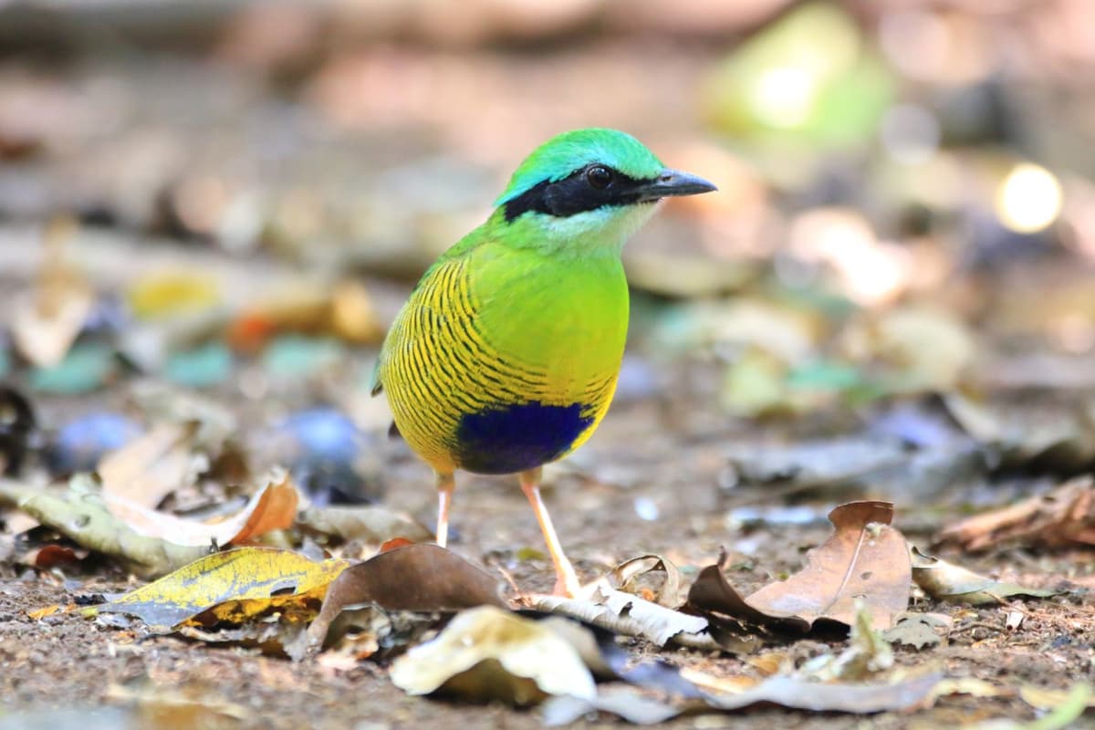 Because of its colorful appearance, the Bar-bellied Pitta attracts birdwatchers in Cat Tien National Park.