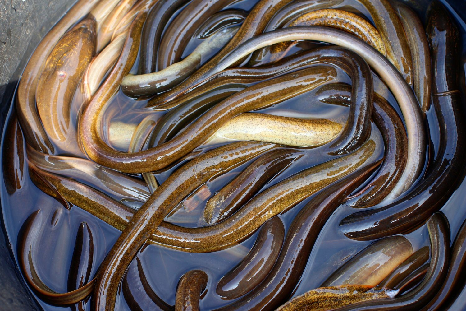 They migrate between freshwater and the sea to breed.