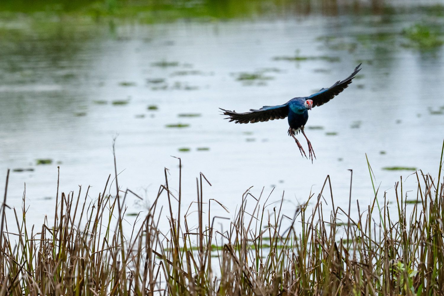 The Grey-headed Swamphen is a large and vibrant waterbird often found at Crocodile Lake in Cat Tien National Park.