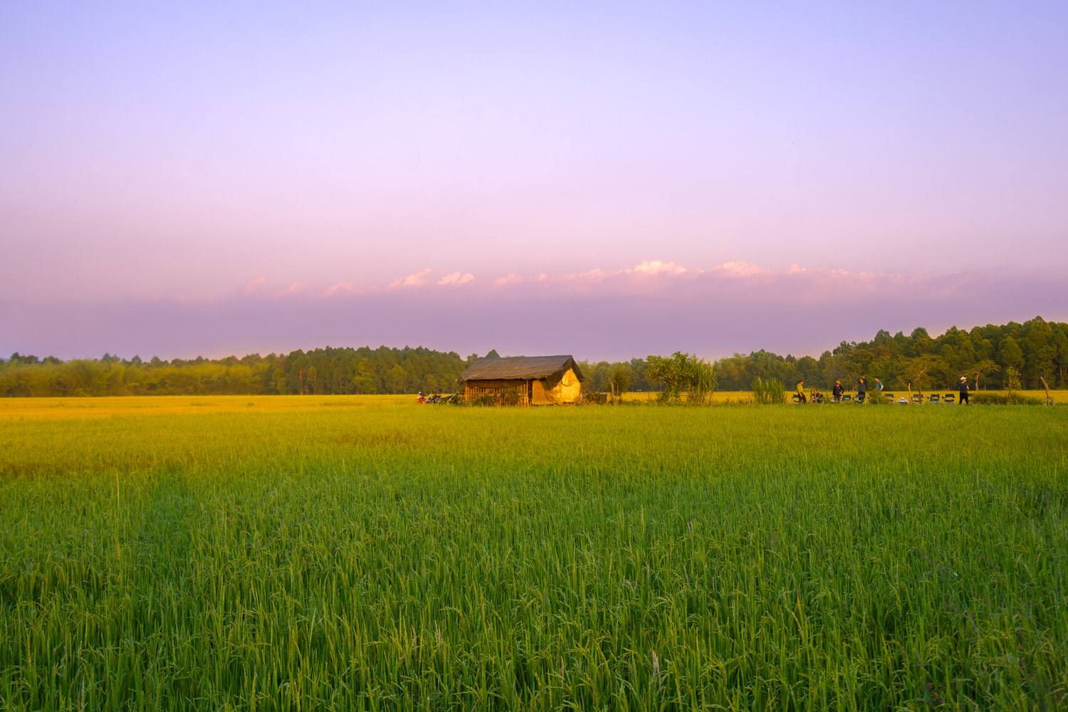 The Ta Lai fields will be developed into an eco-tourism destination.