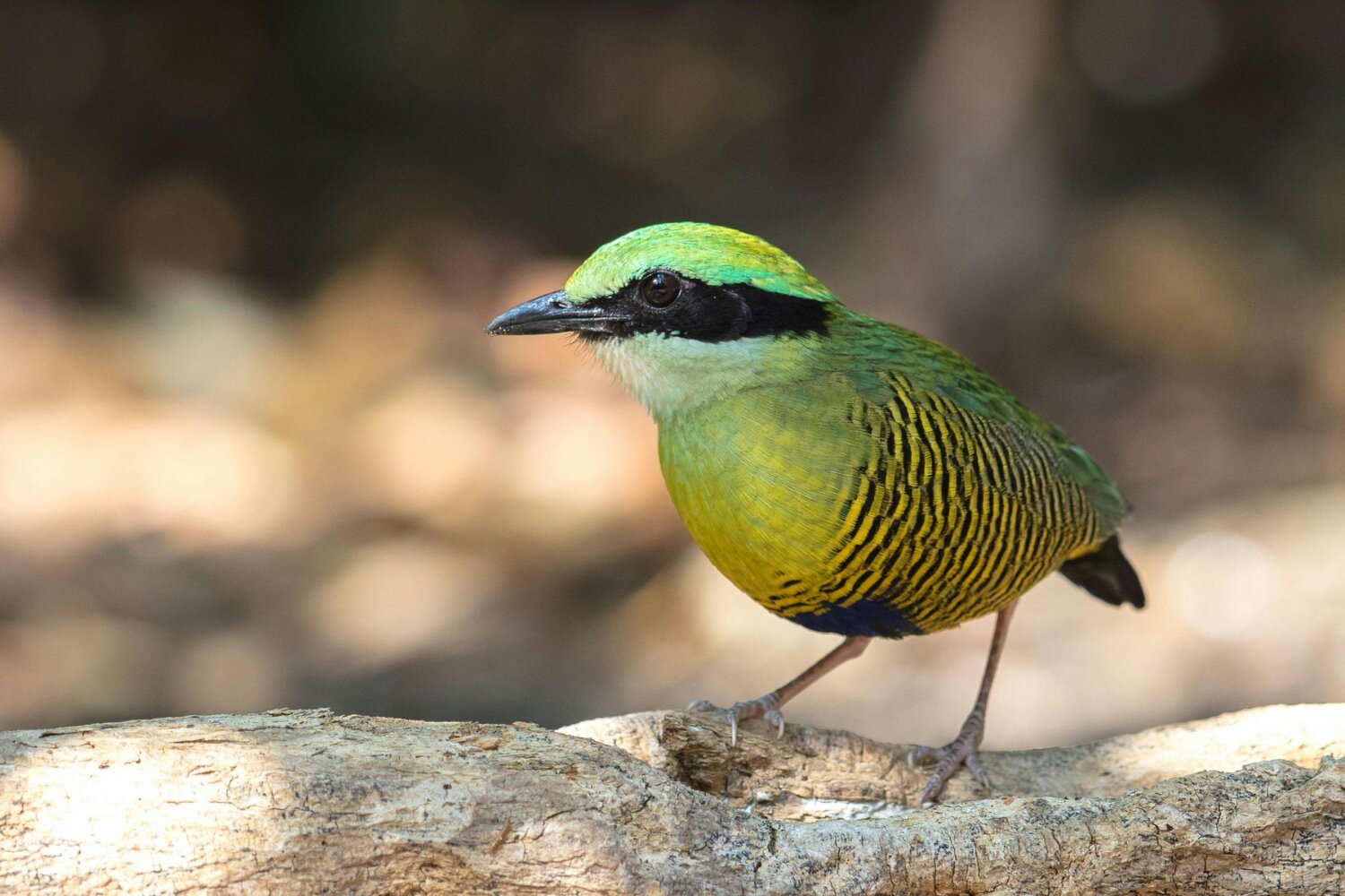 The bar-bellied pitta is a burst of colours under the forest canopy