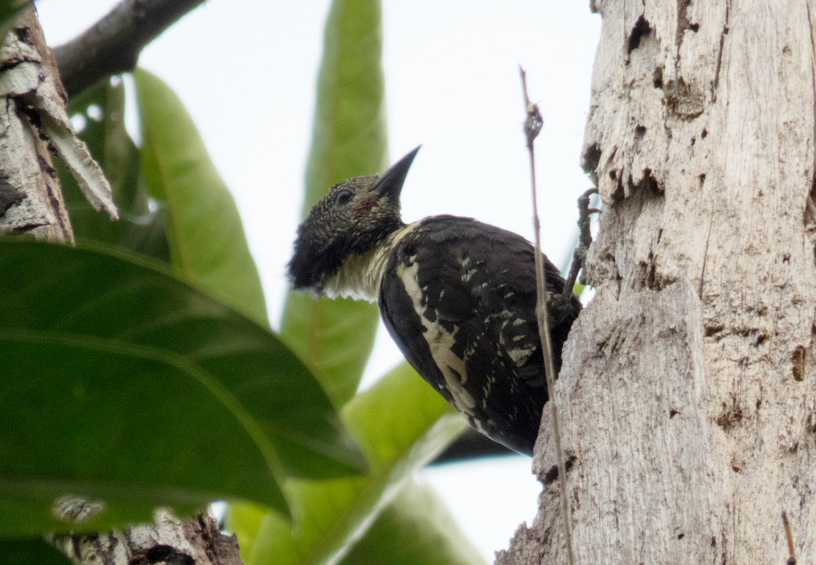Early mornings and late afternoons offer the best chance of hearing their calls or briefly spotting one crossing a shaded forest trail in Cat Tien.