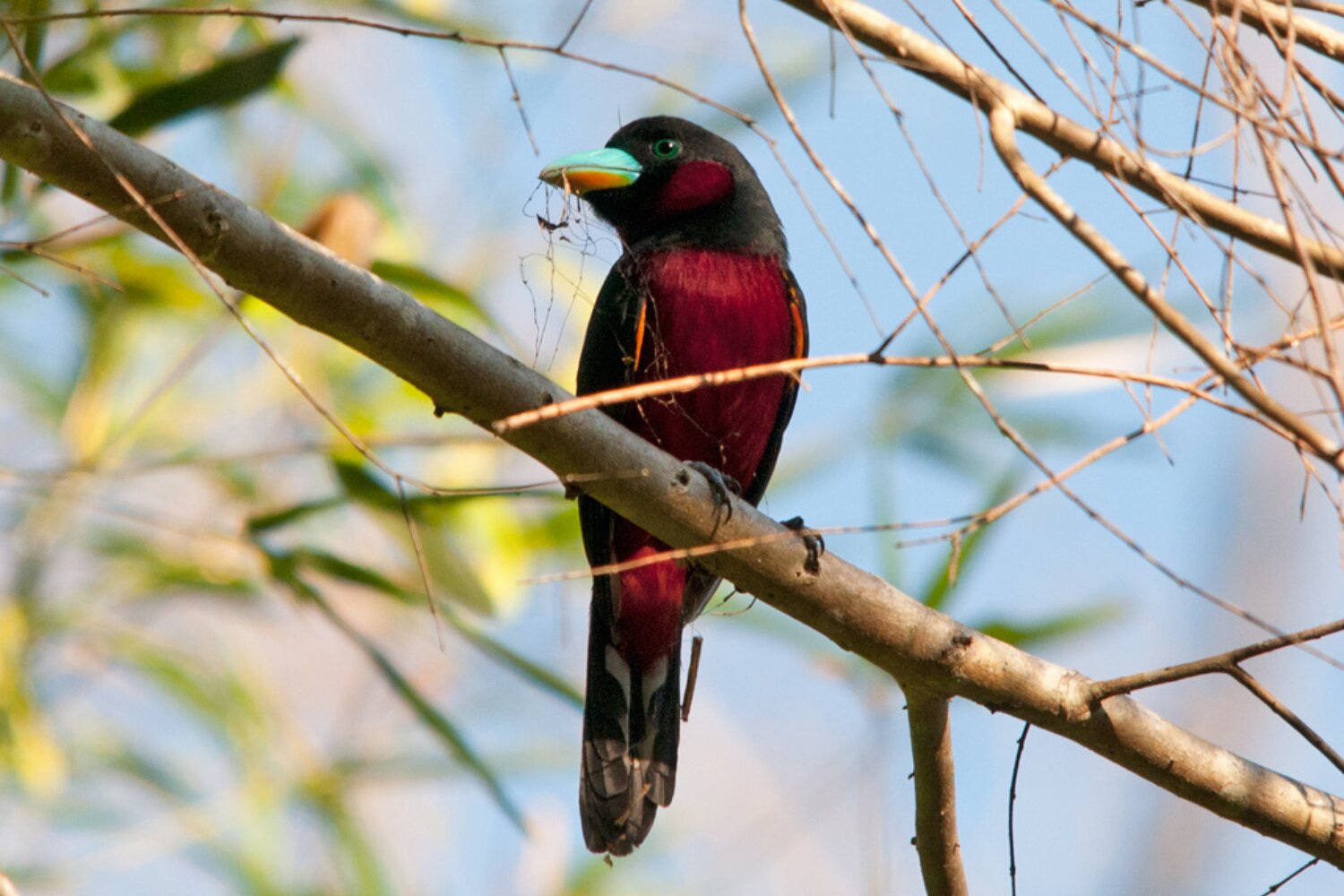 Black-and-red broadbill’s most striking feature is its bulbous blue with hints of orange bill.