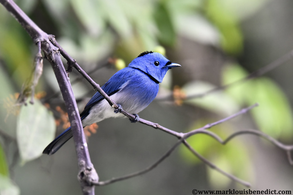The woodlands of Cat Tien National Park are home to the black-naped monarch, a colourful and active forest flycatcher.