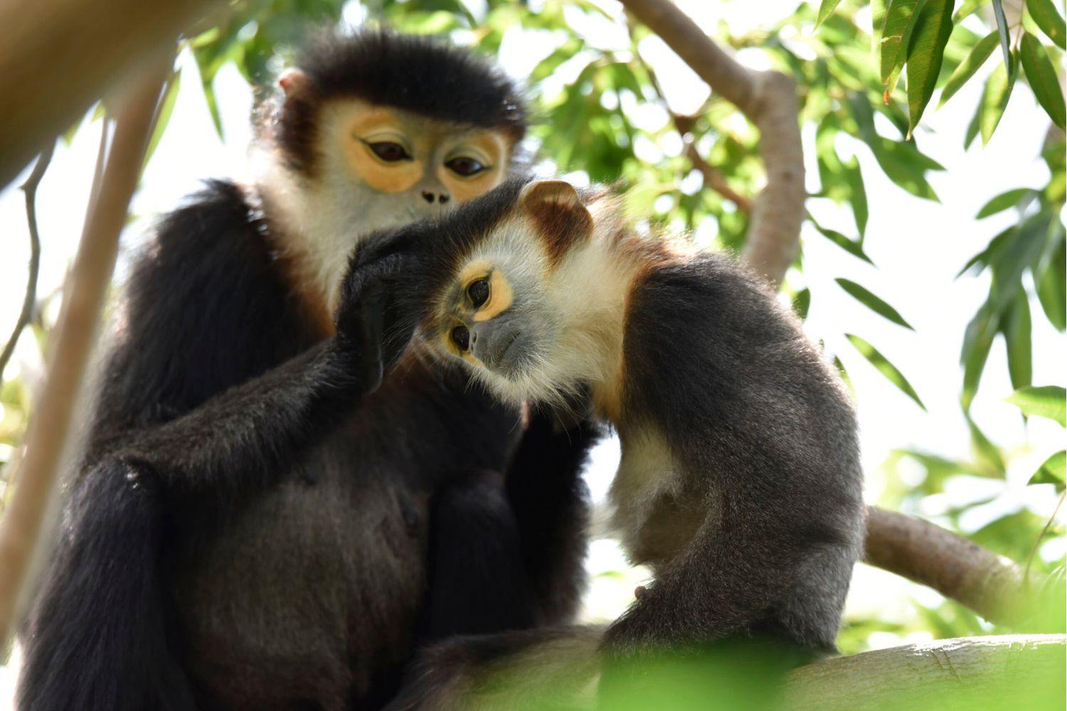 Black-shanked doucs at Six Senses Ninh Van Bay. Source: GreenViet.