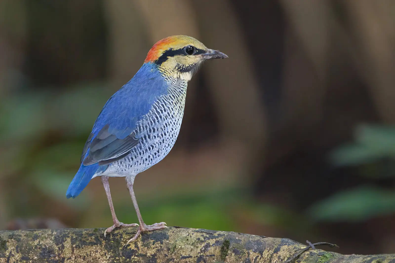 Blue-rumped Pittas can often be found in quieter sections of primary and semi-evergreen forest in Cat Tien National Park.