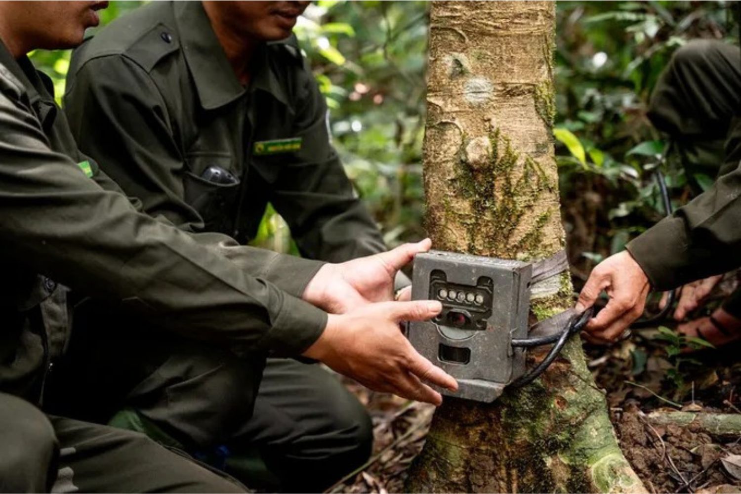 Installing a camera trap. Source: WWF Vietnam.
