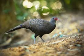 Populations of Woolly-necked Storks in Asia are declining due to habitat loss and disturbance.