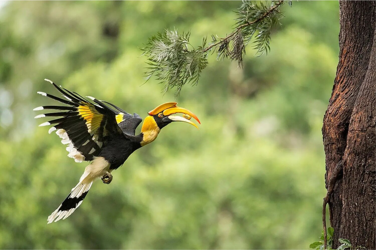 The Great Hornbill is most often seen in forest areas with large fruiting trees.