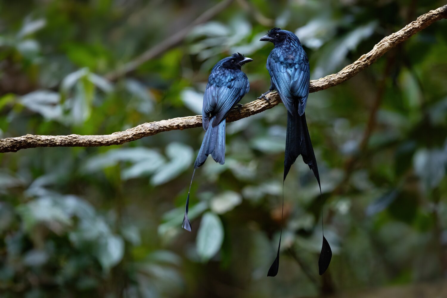The Greater racket-tailed Drongo is an intelligent bird and can imitate the sounds of other birds.