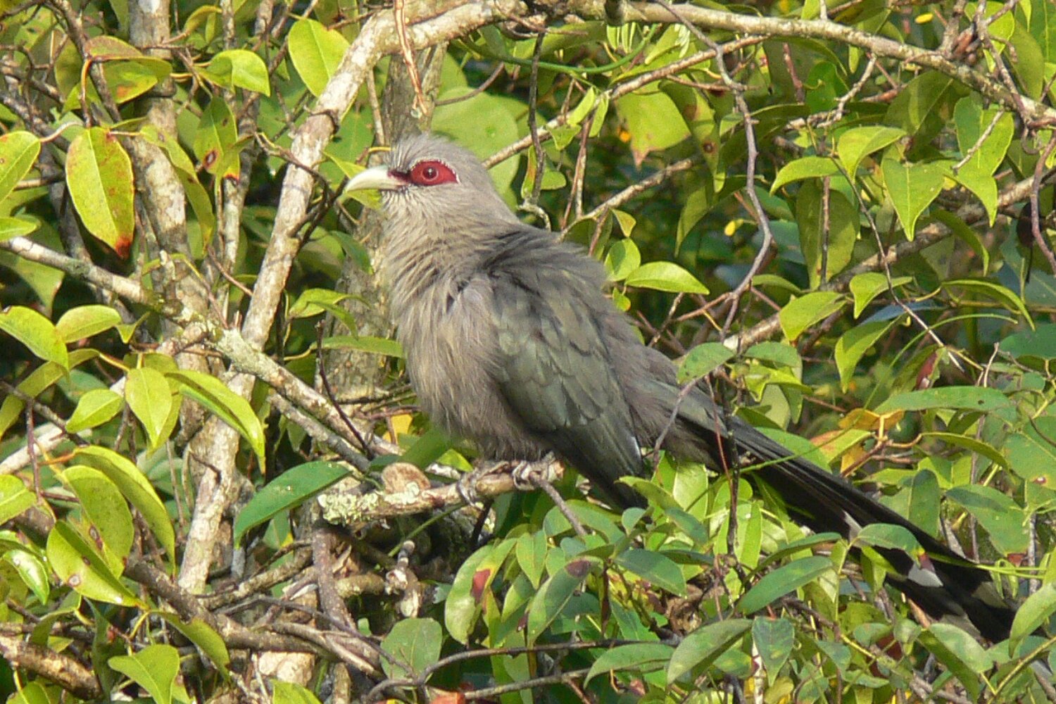 Green-billed Malkoha is often found creeping along branches like a squirrel.