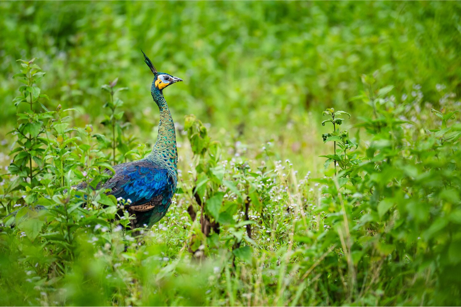 Classified as Endangered, the Green Peafowl faces ongoing threats from habitat loss and hunting.