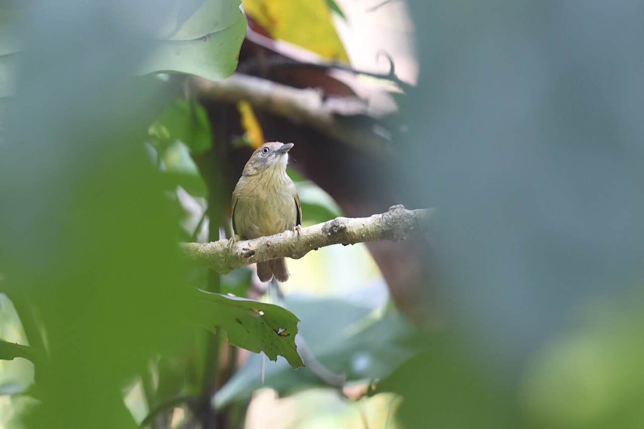 Grey-faced Tit-babler