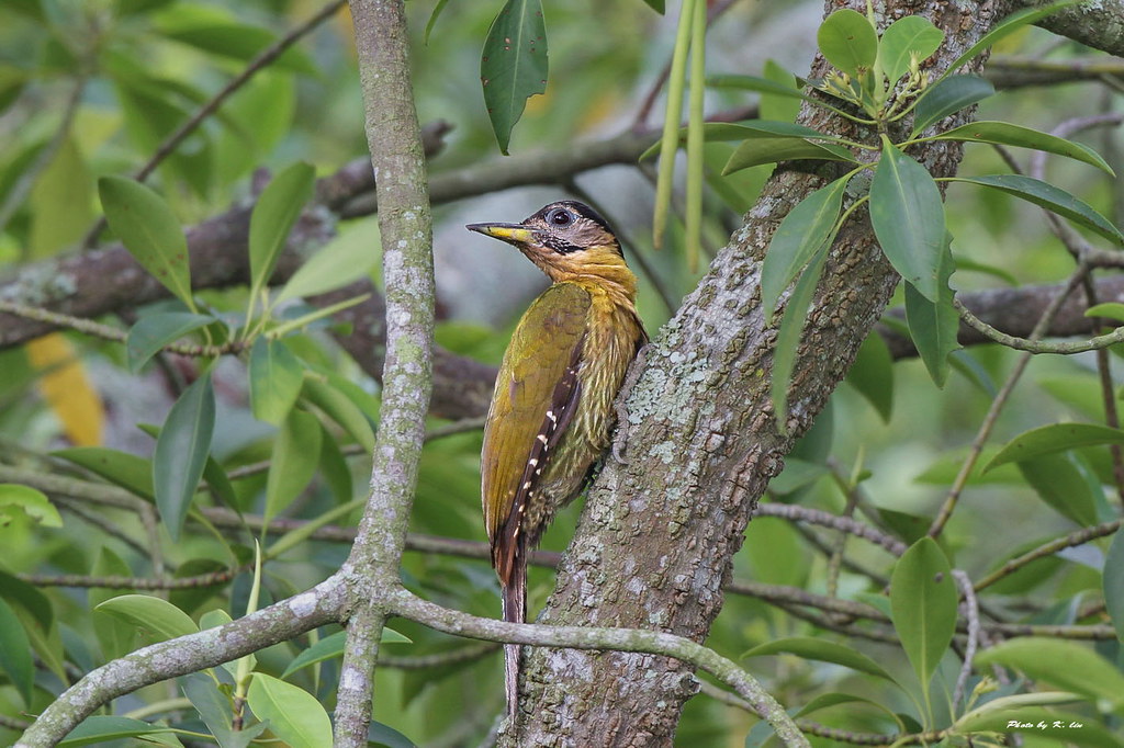 Cat Tien National Park birds