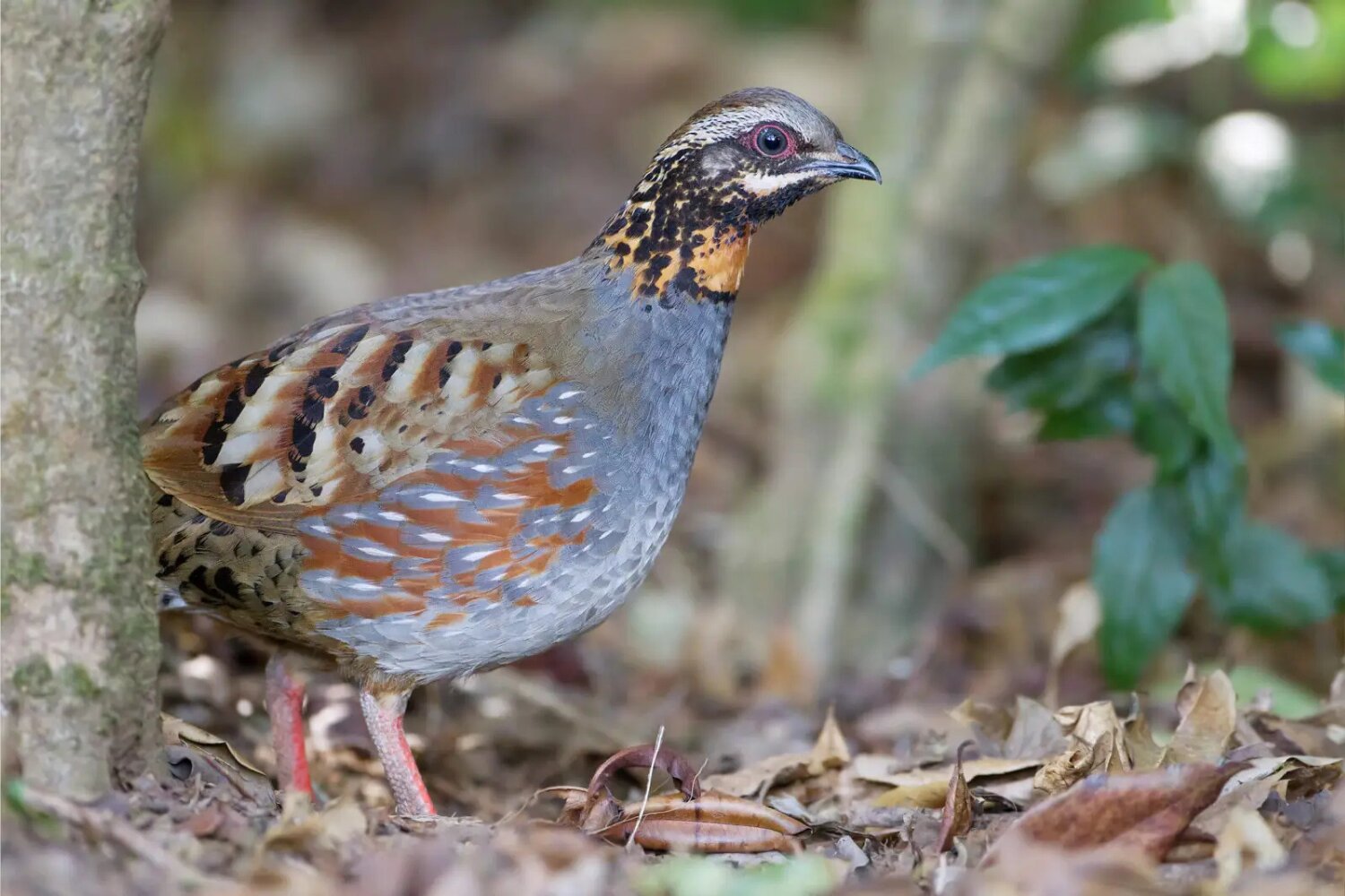 The orange-necked partridge appeared on Vietnam’s national postage stamp in 2000.