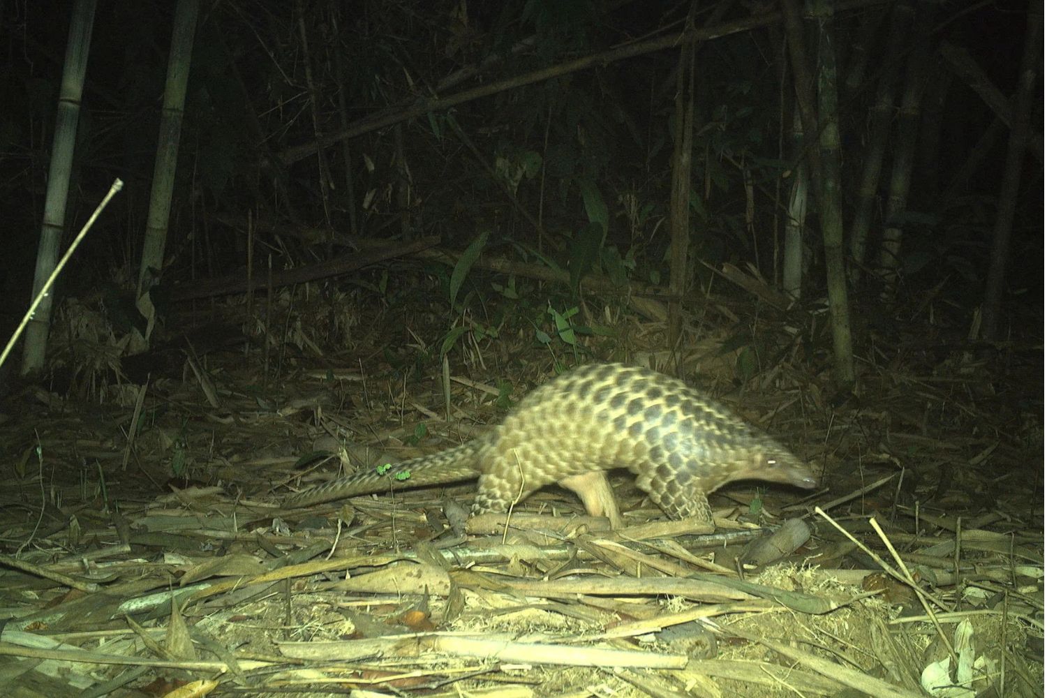 Pangolin sightings have increased in many areas, especially in Cat Tien National Park. Source: Znews.vn.