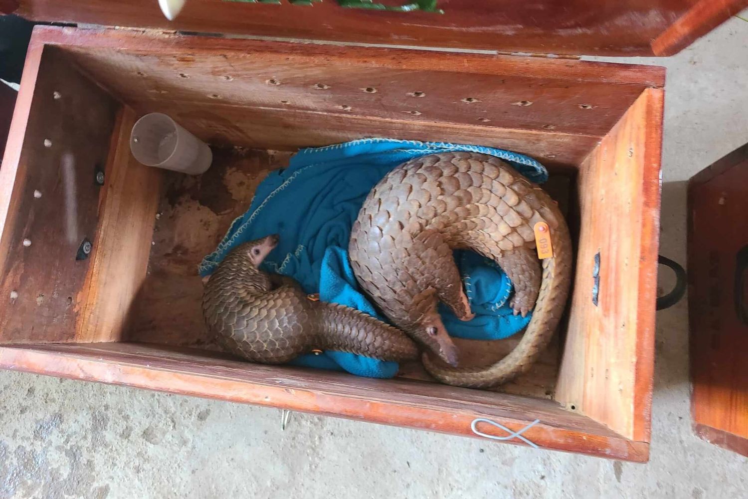 Two pangolins ready to be returned to the wild. Source: Russell Gray.