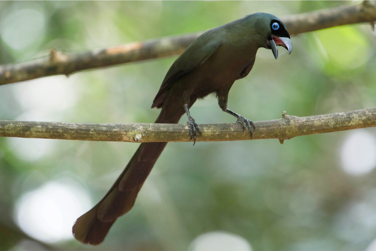 The racket-tailed treepie is one of the most unusual birds you may encounter in Cat Tien National Park.