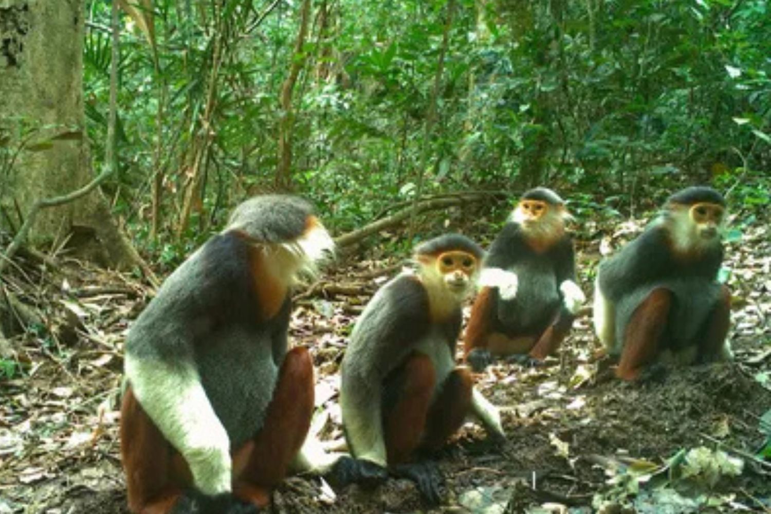 Red-shanked doucs captured by camera traps. Source: WWF Vietnam.