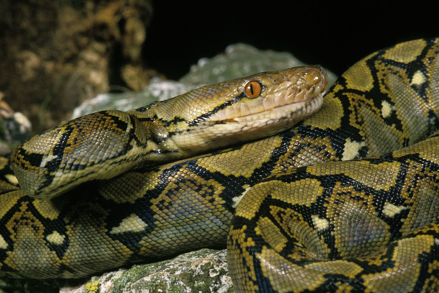 It hunts by ambush and kills prey by squeezing it tightly.