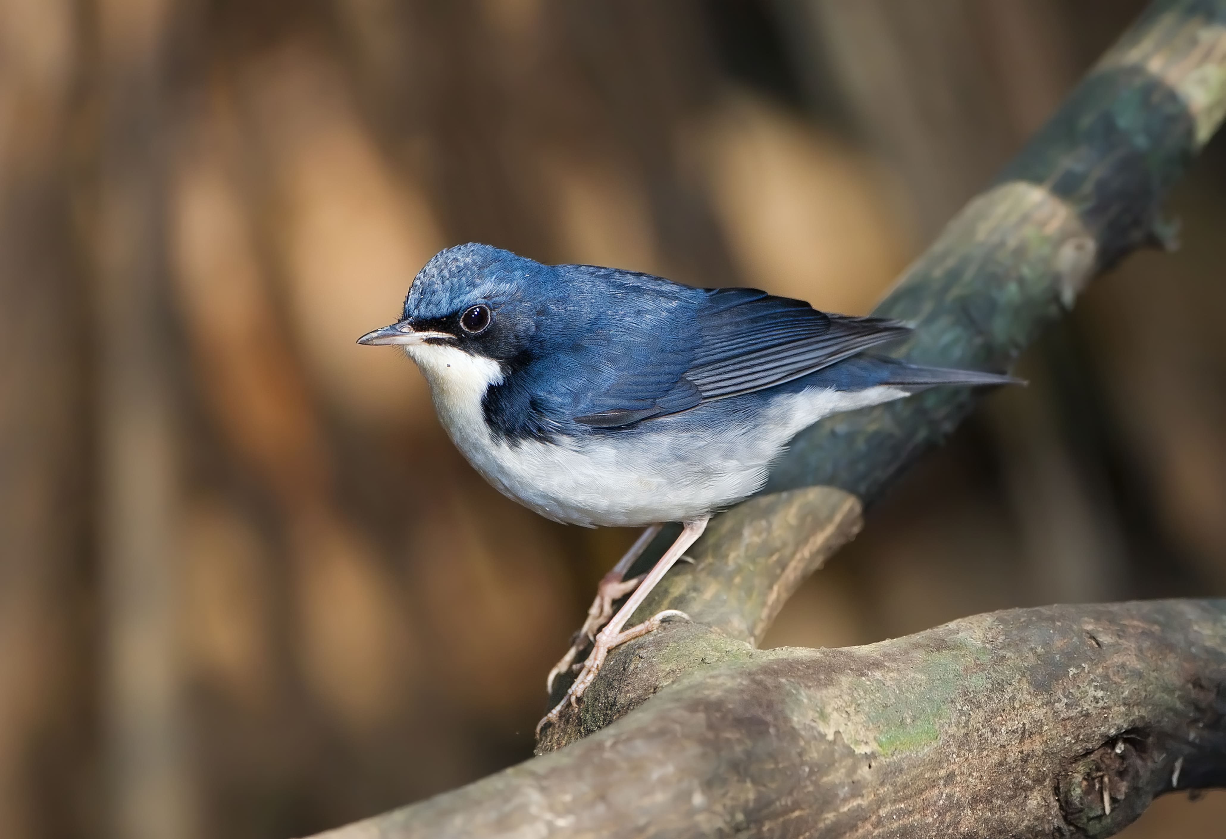 The Siberian blue robin is a small migratory bird that spends the winter months in the forests of Cat Tien National Park.