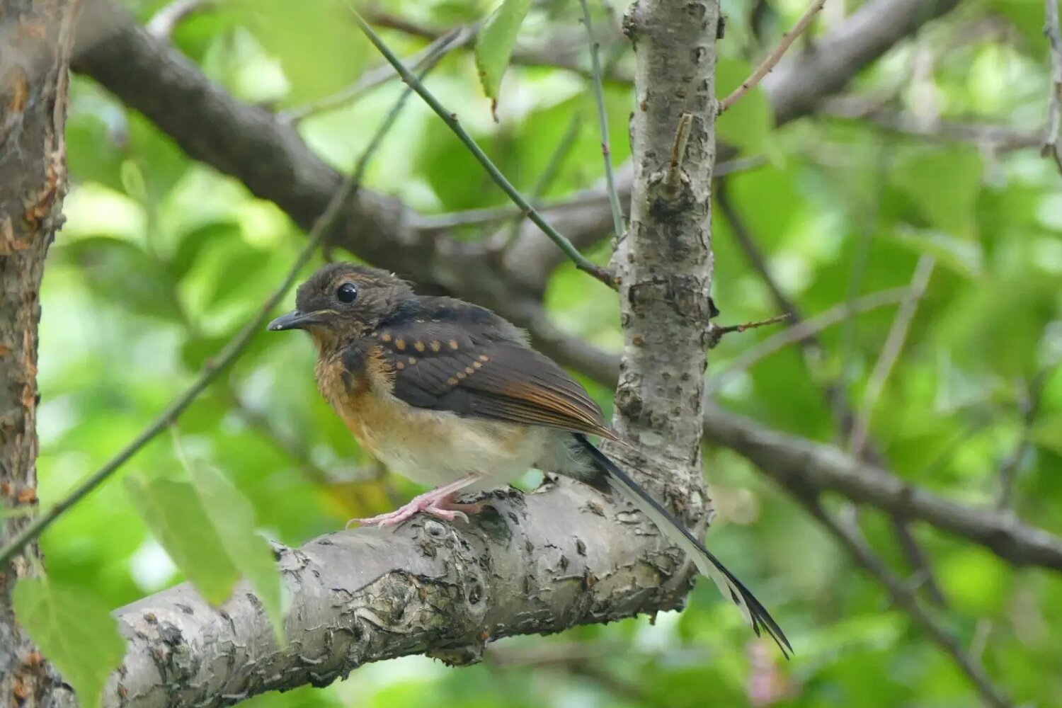 This slender songbird is best known for its long, expressive tail and rich, musical voice.