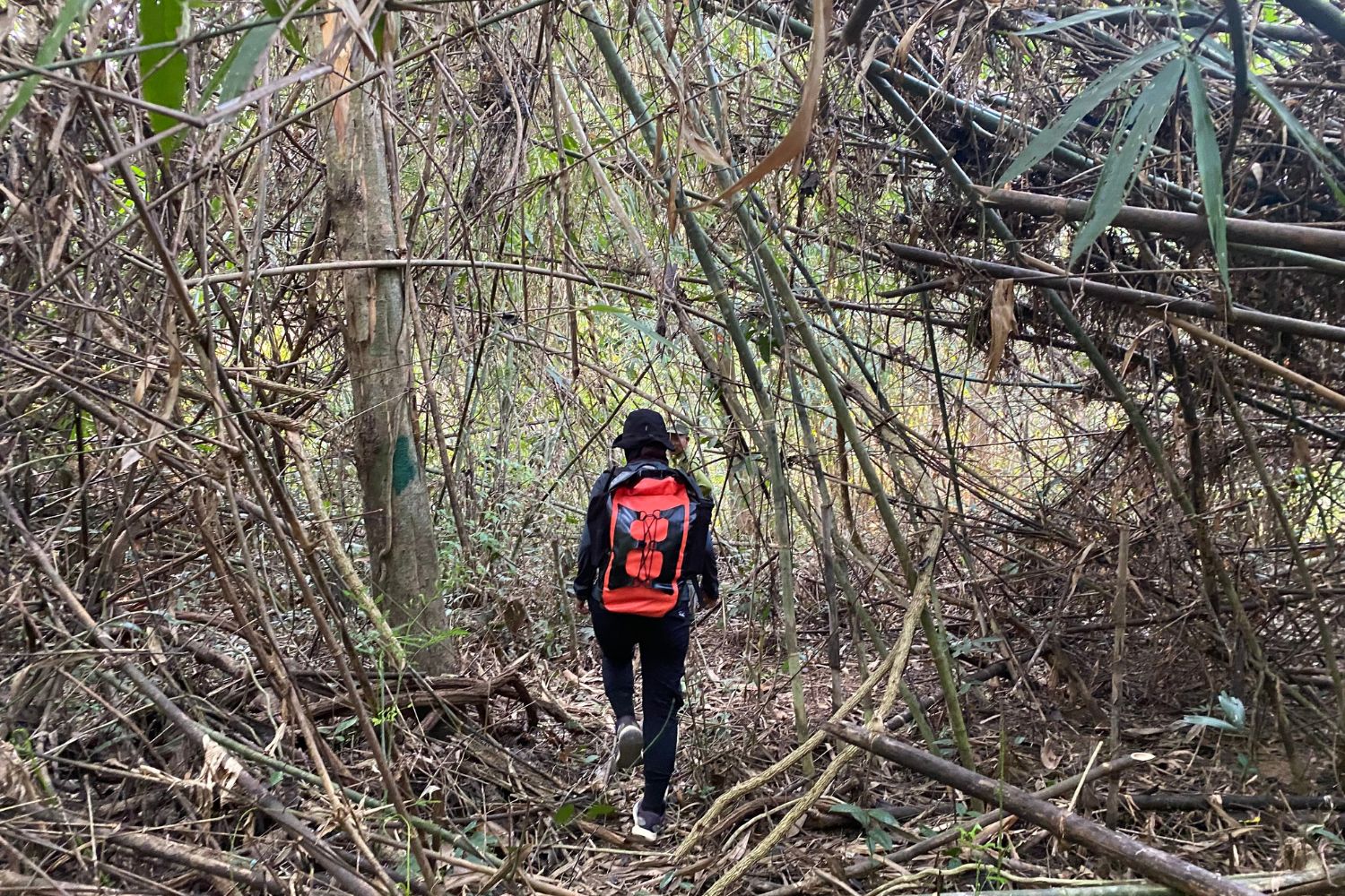 Bamboo forests commonly develop on land previously disturbed by human activities.
