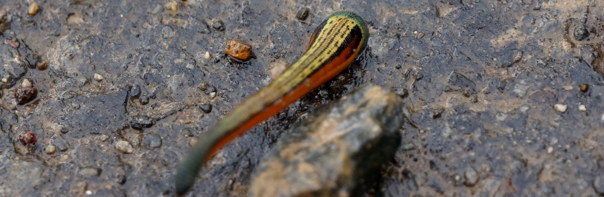 Freshwater eels