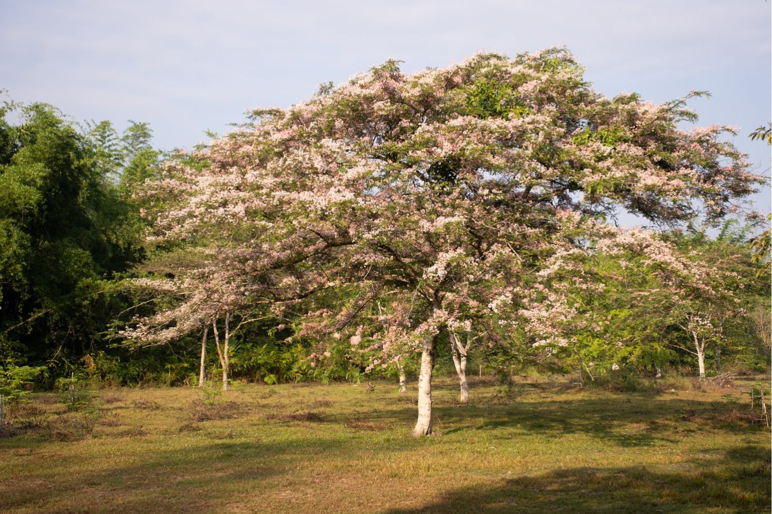 Lagerstroemia speciosa blooms throughout Cat Tien during the dry season.