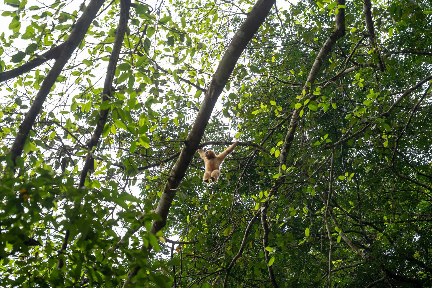 Mixed timber and bamboo forests provide excellent habitat for wildlife such as the yellow-cheeked gibbons.