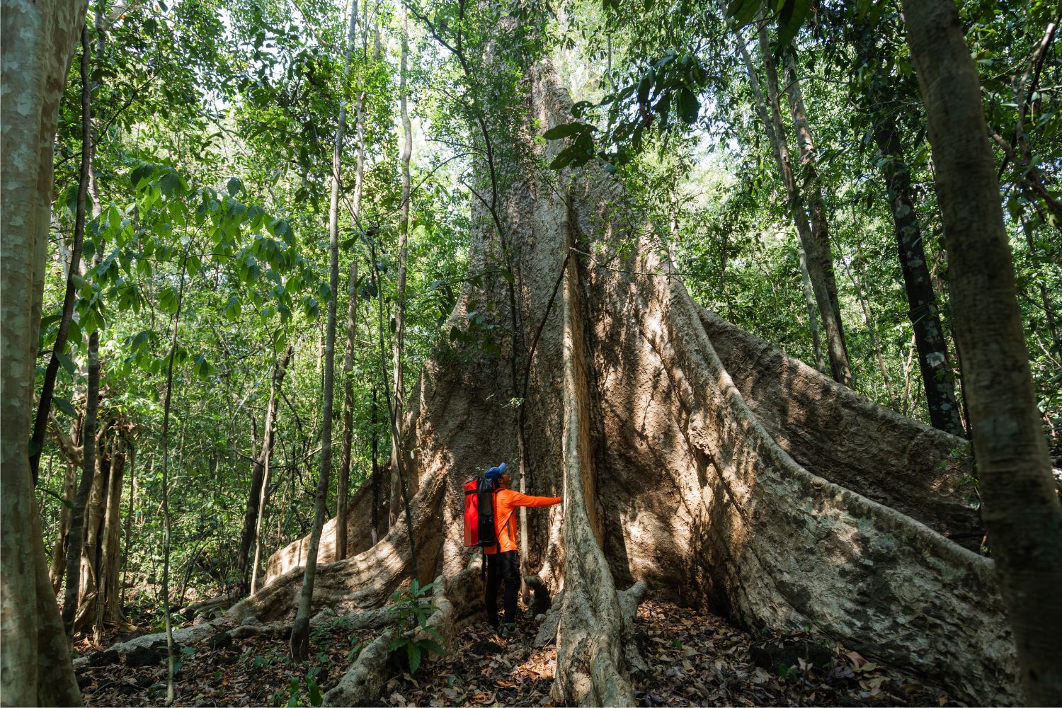 Tetrameles nudiflora (Tung tree) is one of the most iconic trees found in Cat Tien National Park.