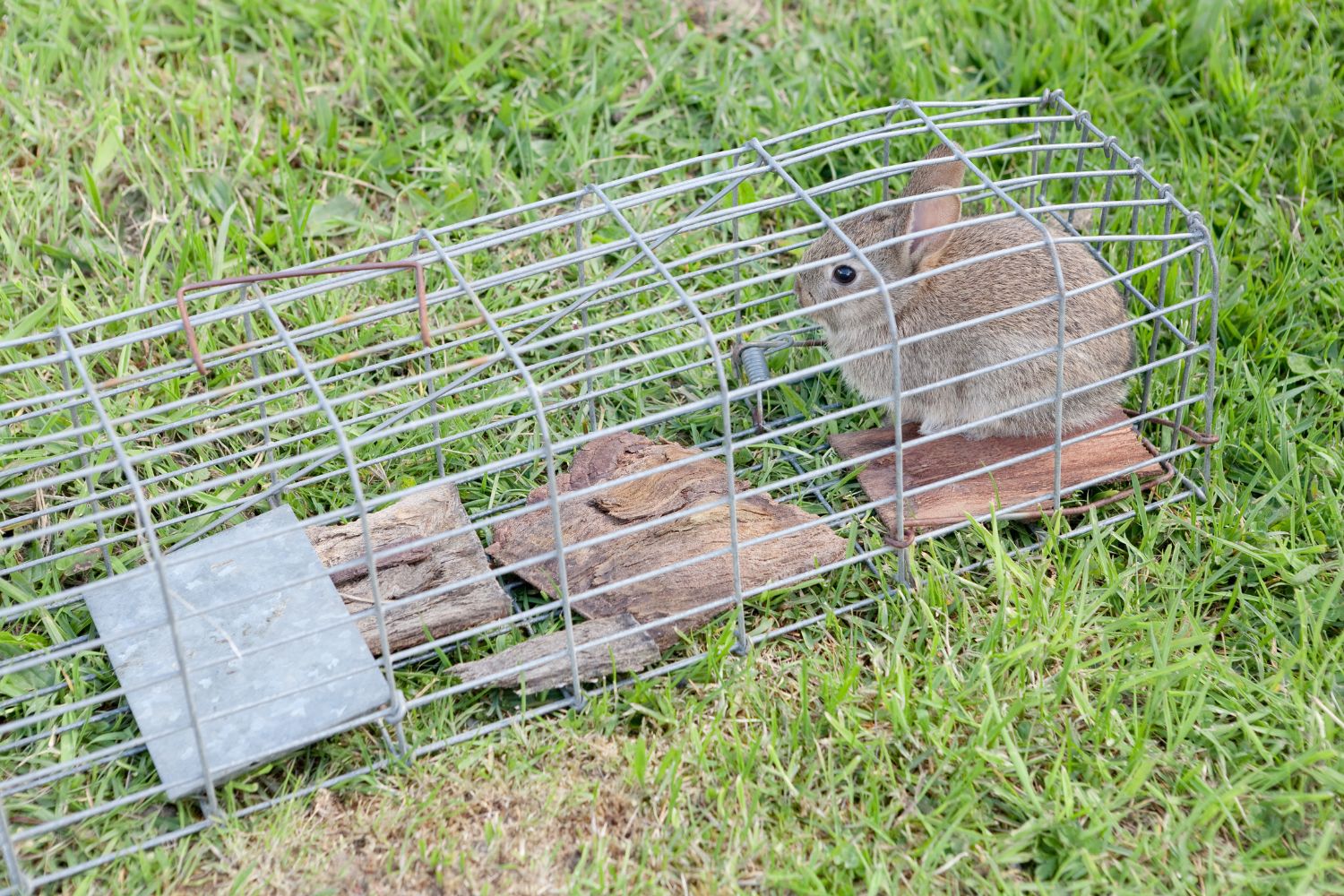 cage-trap