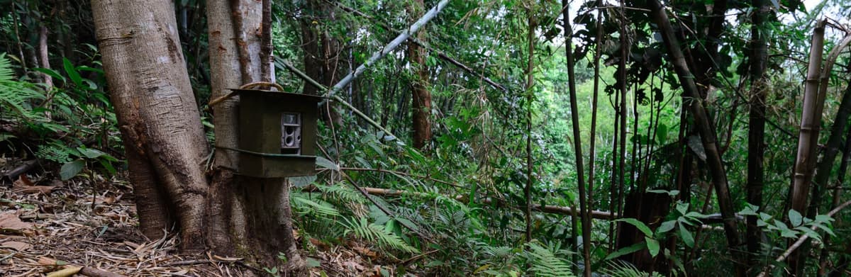 Camera Trap