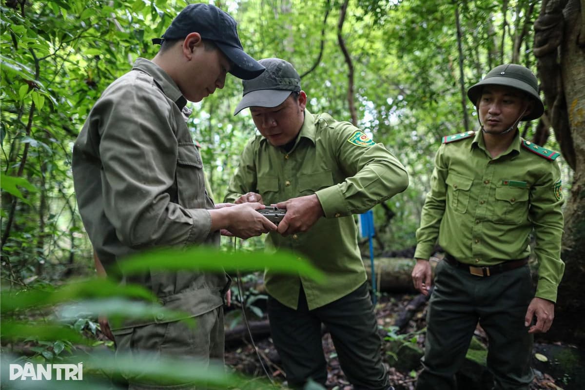 Patrol rangers install camera traps in Cat Tien National Park. Source: Dan Tri
