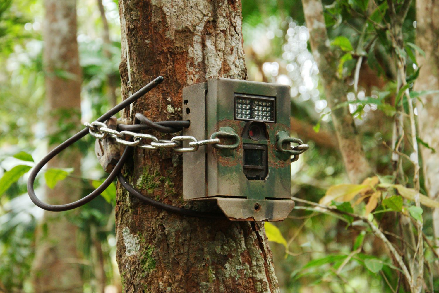 camera-trap