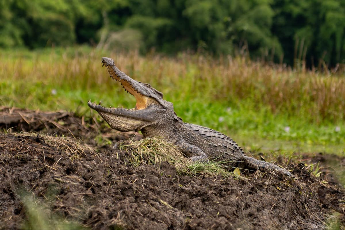 A Siamese Crocodile found basking along the shoreline at Bau Sau.