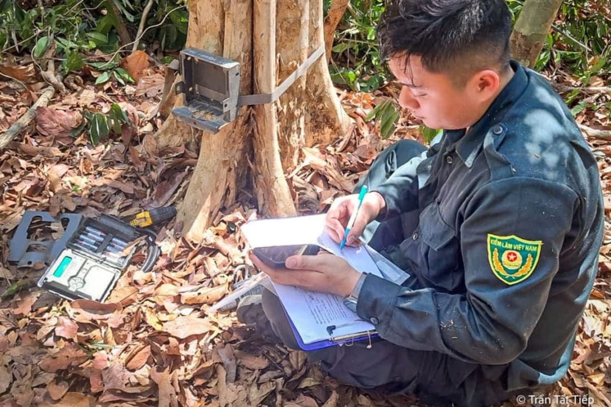 A ranger in Cat Tien National Park checks for a camera trap’s data instead of having to rely heavily on manual fieldwork. Source: Trần Tất Tiếp