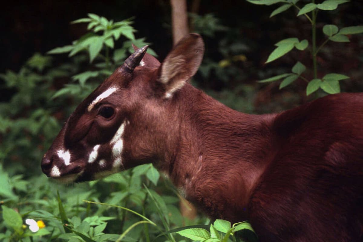 A Sao La was captured by a camera trap in Vietnam. Source: WWF