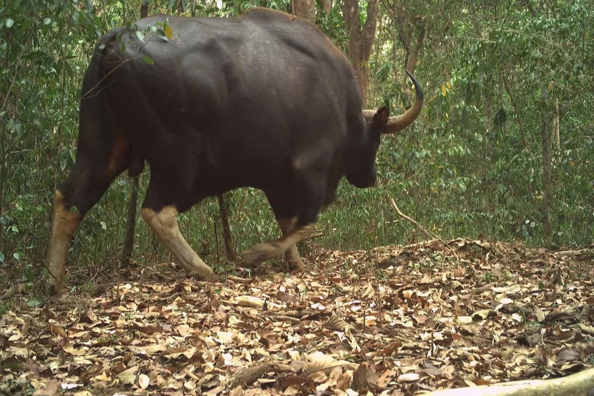 A camera trap captured an image of a wild gaur passing by. Source: WWF