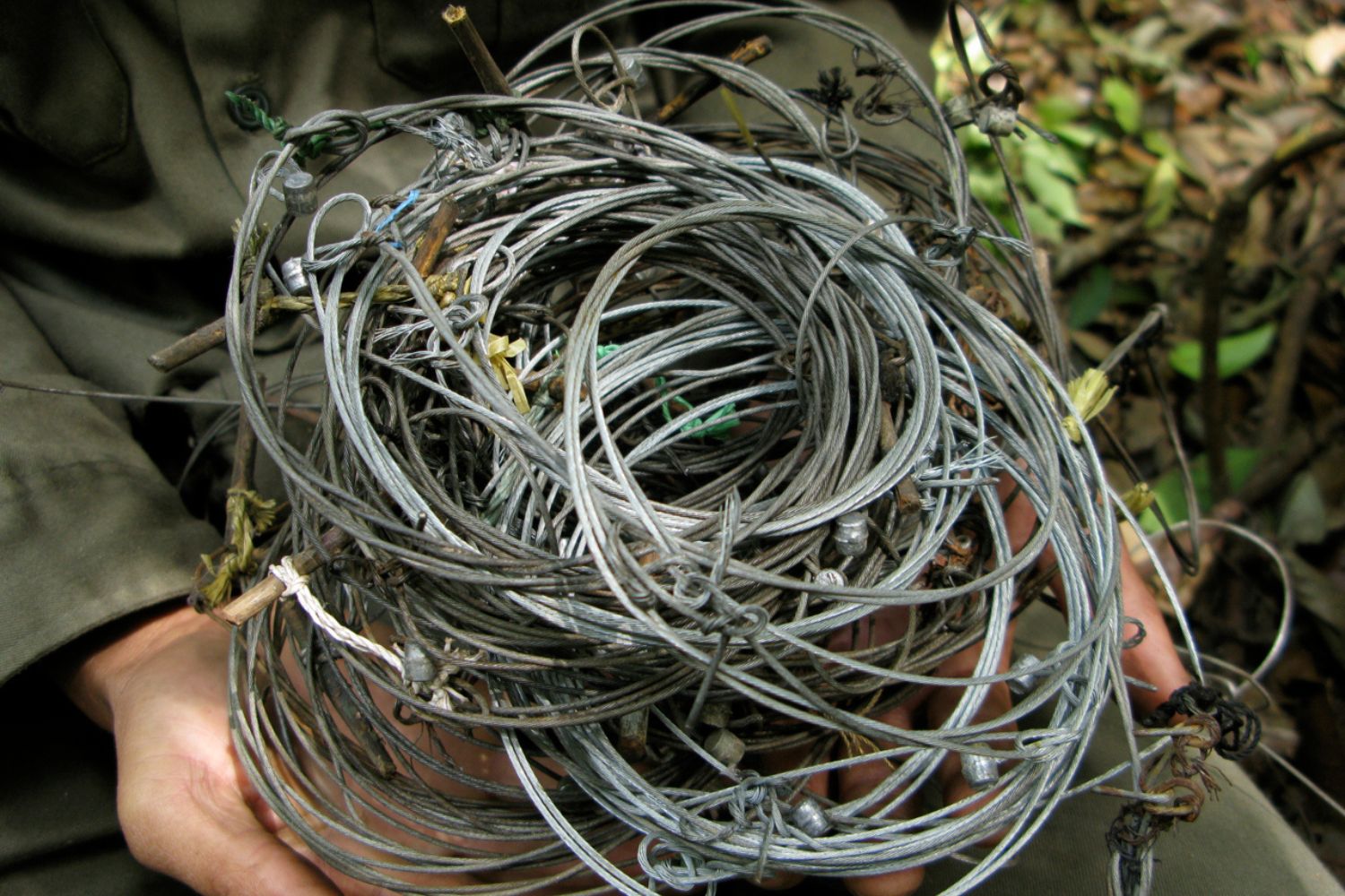 wire-traps-snare