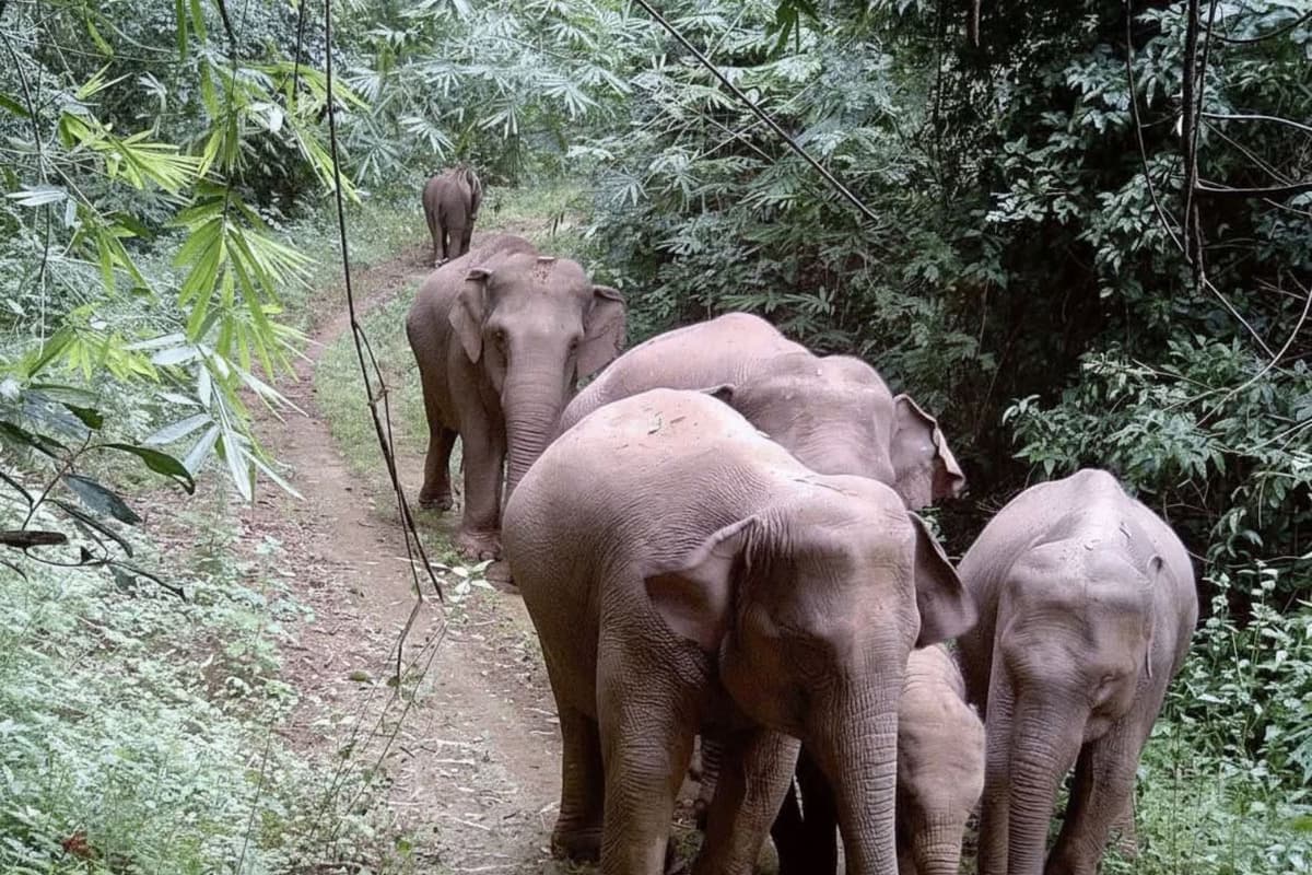 Elephants in Vietnam are now classified as Endangered and face a serious risk of extinction. Image: Đại Ngàn Cát Tiên