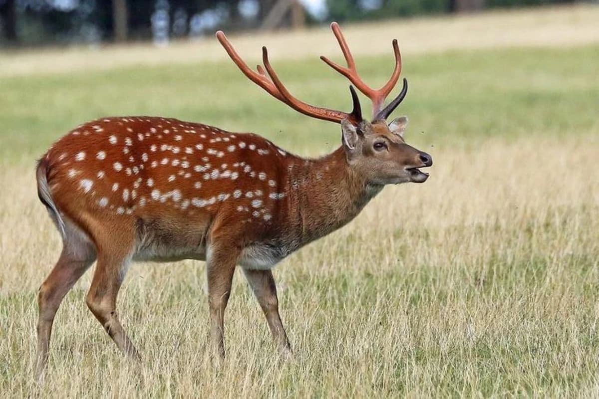 Today, sika deer are no longer considered to exist in the wild in Vietnam. Image: Vietnam.vn