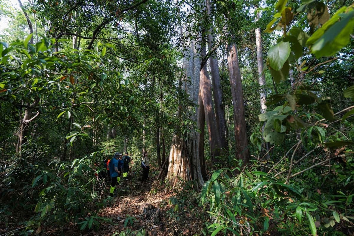 The hiking route takes visitors under towering old-growth forest canopies and through dense bamboo groves, revealing the rich diversity of ecosystems within Cat Tien National Park.
