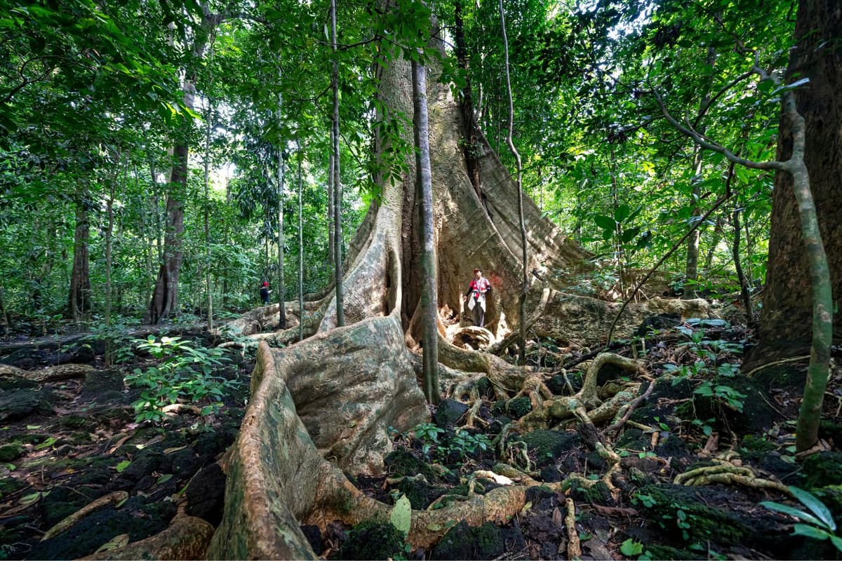 Tropical forests like Cat Tien forest have two seasons - dry and wet season.