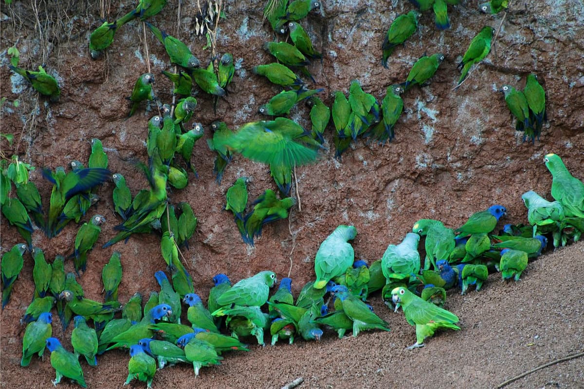 Clay licks in Yasuni National Park.
