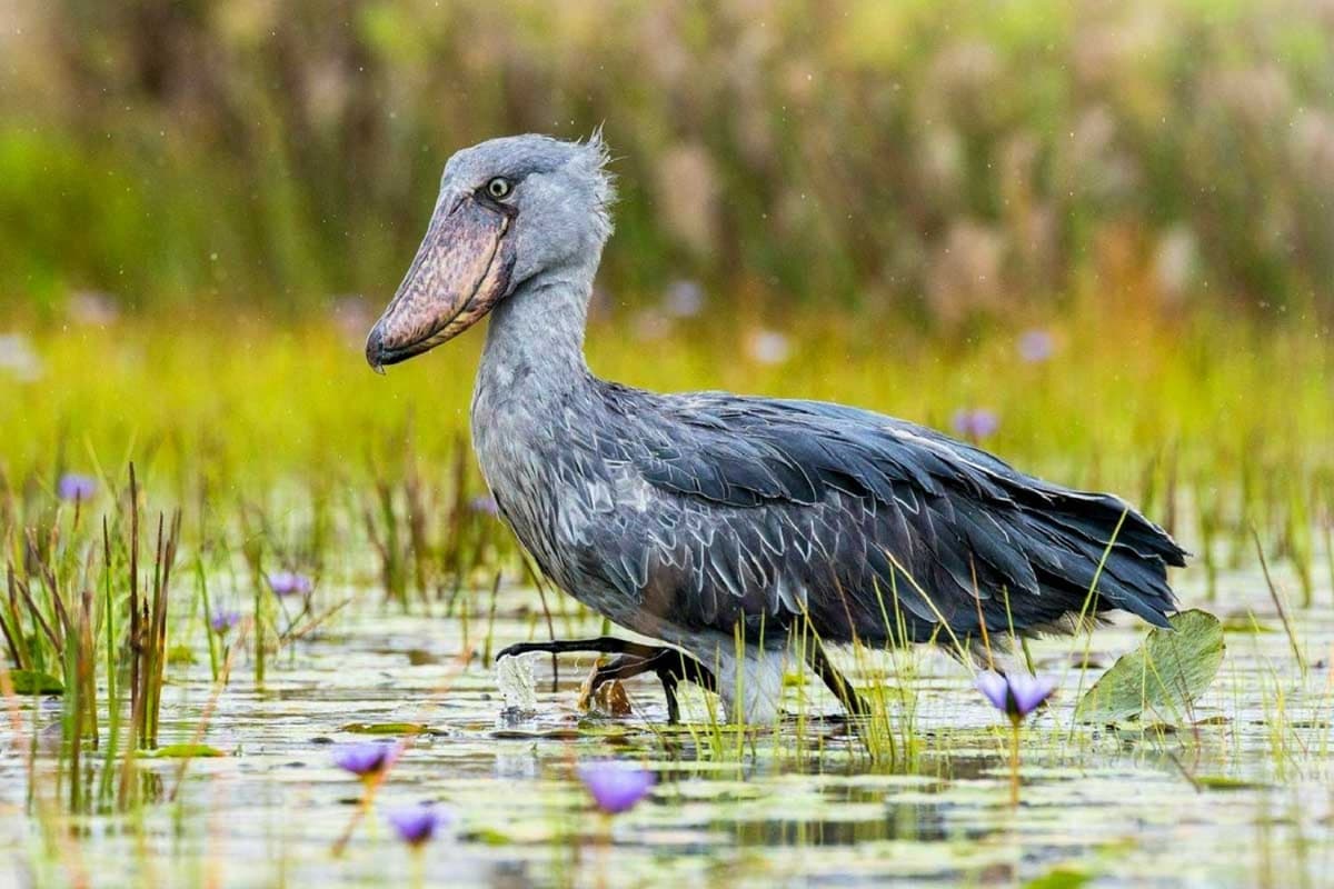 Uganda’s iconic shoebill stork in Mabamba swamp